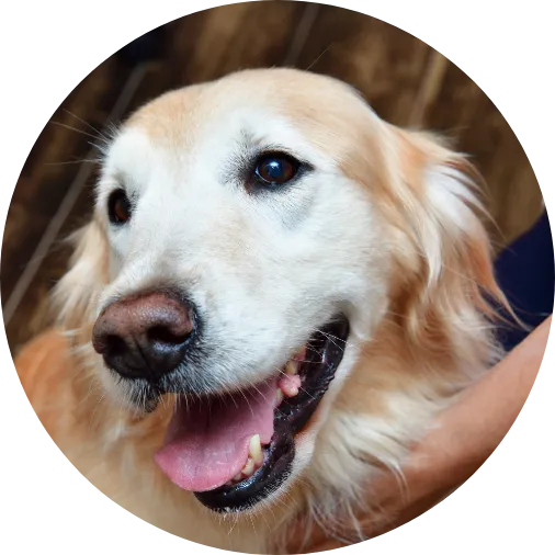 セカンドオピニオン