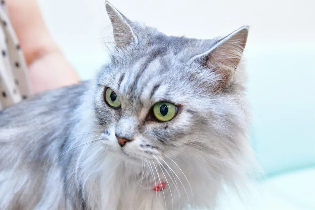 猫の病気(ネコちゃんの飼い主さまへ)